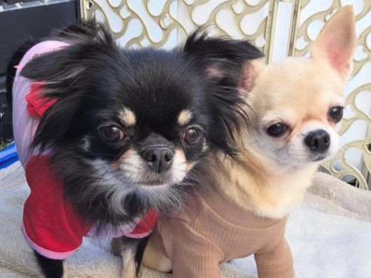 친구들 옆에 꼭 붙어 있고 싶어하는 하니(오른쪽). 동물보호단체 네스트 제공