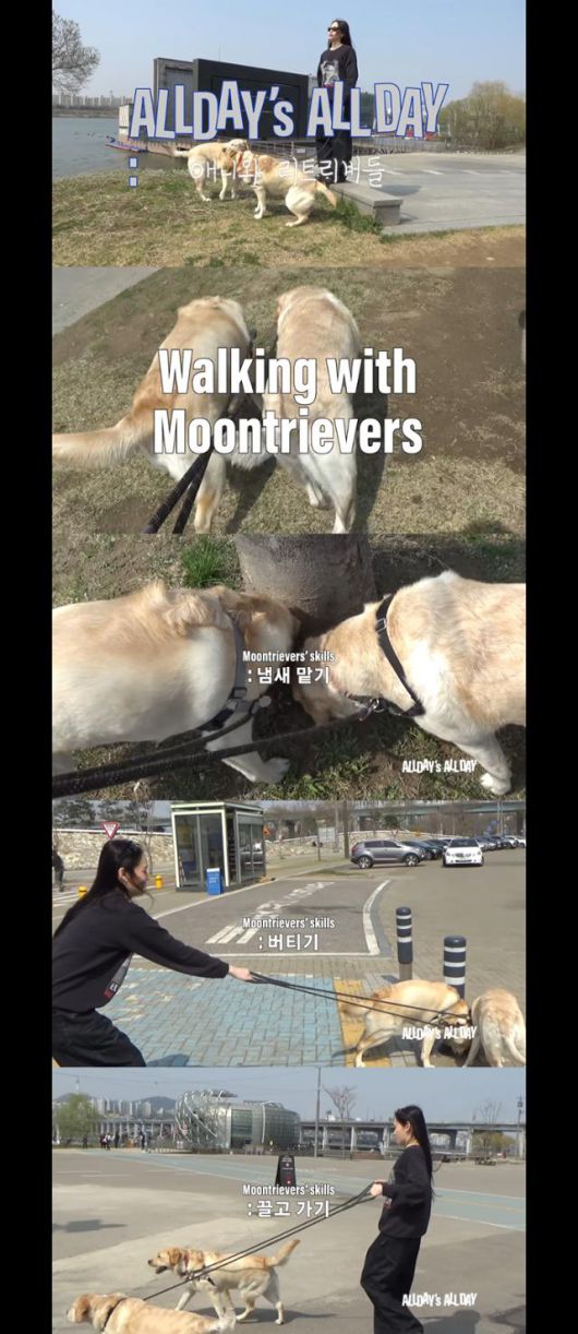 문트리버들의 세 가지 스킬 @ ALLDAY's ALL DAY '애니와 리트리버들' 캡처