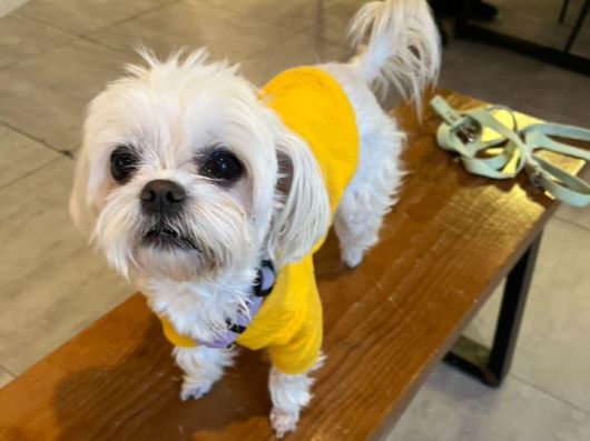 실내 배변도 잘 가리고 산책도 잘하는 뽀뽀. 동물과함께행복한세상 제공