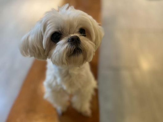 밝고 활발한 성격의 뽀뽀. 동물과함께행복한세상 제공