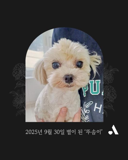 비닐하우스에서 구조된 지 한 달도 되지 않아 세상을 떠난 개 '뚜솜이'를 기리기 위해 동물자유연대에서 제작한 이미지. 동물자유연대