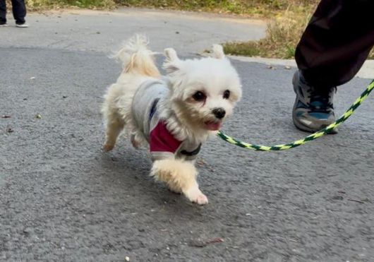 지난 11일, 경기 남양주시 동물자유연대 '온센터'에서 바깥 산책을 나온 개 '츄츄'가 활기차게 달리고 있다. 동그람이 정진욱