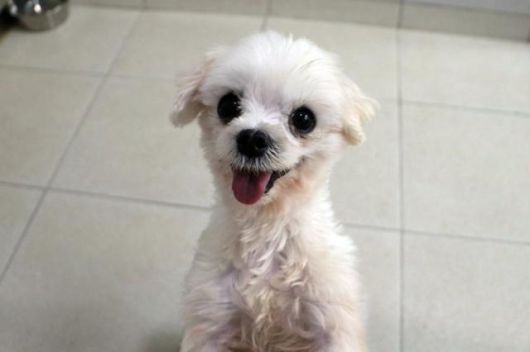 츄츄는 봉사자, 활동가, 손님을 가리지 않고 환한 미소로 인사를 건네는 반려견이다. 동물자유연대 제공