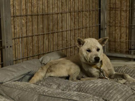 경기 화성시에서 새끼들을 지켜낸 엄마개 보름이의 구조 전 모습. 위액트 제공