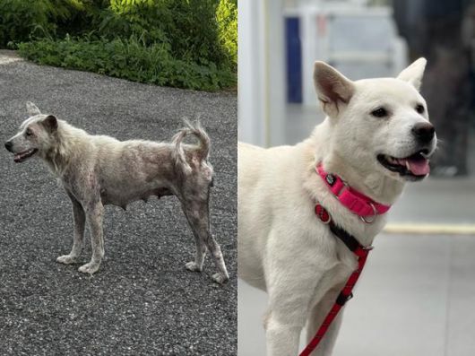 경기 화성시에서 새끼들을 지켜낸 엄마개 보름이 구조 전(왼쪽)과 후의 모습. 동물구조단체 위액트 제공