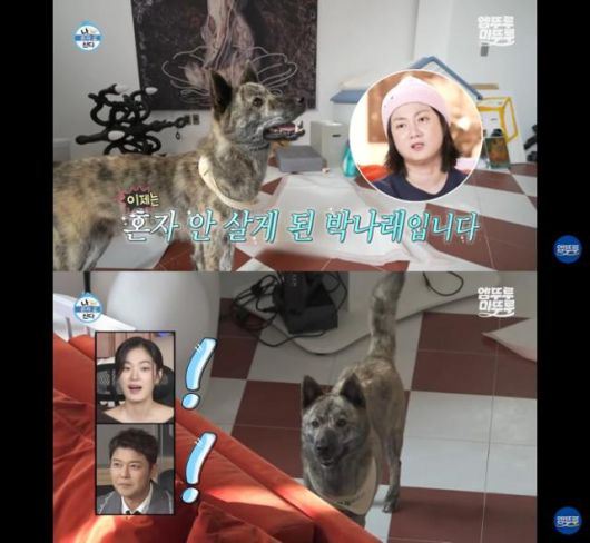 MBC 예능 '나 혼자 산다'를 통해 조부모님이 키우시던 개 '복돌이'와 가족이 된 개그우먼 박나래 씨의 일상이 공개됐다. 유튜브 '엠뚜루마뚜루' 캡처
