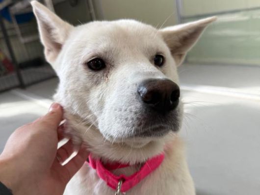 활동가들은 빛나는 보름달 같은 눈을 가진 개에게 보름이라는 이름을 지어주었다. 위액트 제공