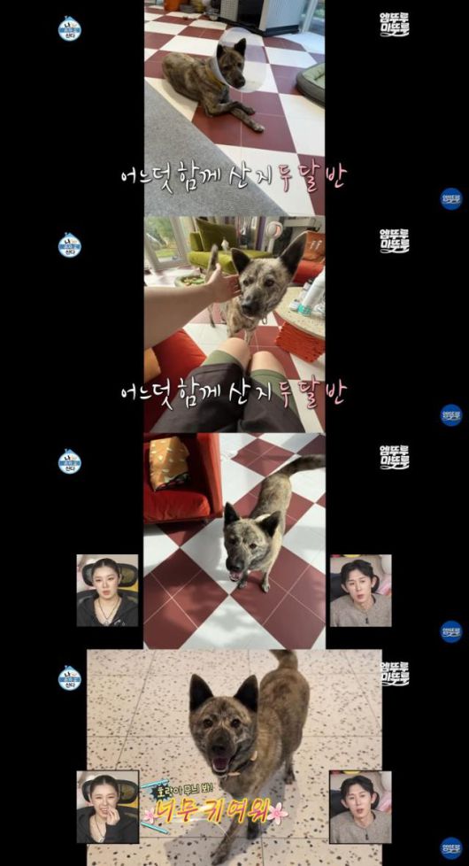 박나래 씨는 조부모의 집에서 키우던 개 '복돌이'를 데려와 반려생활을 시작한지 두달 반이 지났다. 유튜브 '엠뚜루마뚜루' 캡처