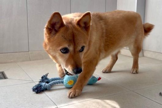 아장이는 낯선 촬영팀을 처음에는 경계하며 좋아하는 장난감에도 접근하지 못했지만, 간식을 제공하며 친근하게 다가가니 점차 마음을 열기 시작했다. 동그람이 정진욱