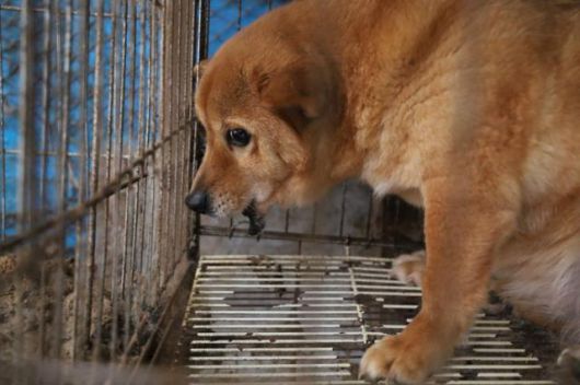 지난해 2월, 충남 보령시에서 적발된 불법 번식장에서 발견된 개 '아장이'의 모습. 뜬장에서 턱뼈가 없는 상태로 발견됐다. 동물자유연대 제공