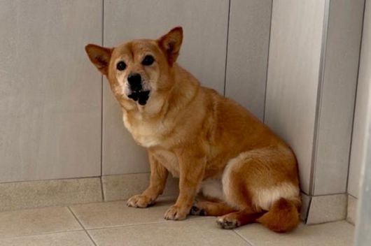 지난달 11일 경기 남양주시에 위치한 동물자유연대 보호소 '온센터'에서 만난 개 '아장이'. 동그람이 정진욱