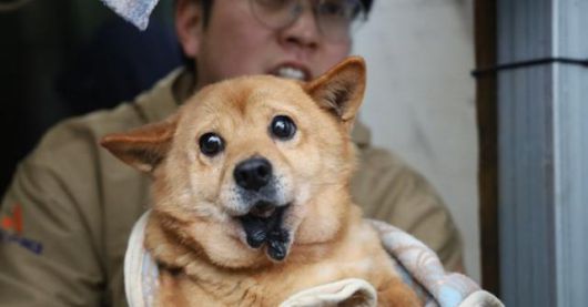 지난 2월 충남 보령시의 한 무허가 번식장에서 구조된 개 '아장이'의 모습. 턱뼈가 함몰된 상태였다. 번식장 주인은 최근 검찰의 벌금 500만원 약식기분 처분을 받았다. 동물자유연대 제공