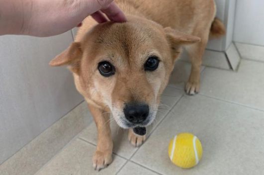 아장이는 시간을 두고 친해지면 재미있는 장난을 칠 정도로 '끼'를 숨기고 있다는 게 돌봄 활동가들의 전언이다. 동그람이 정진욱