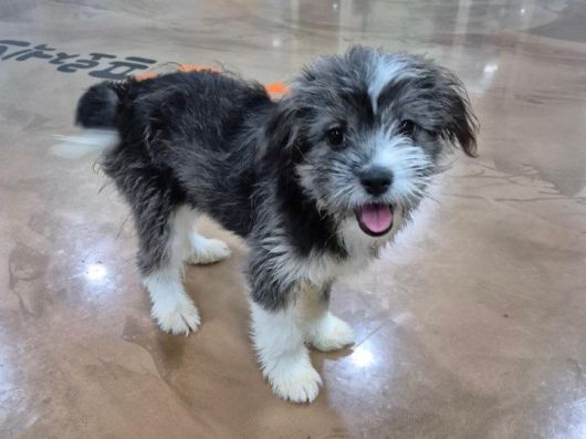 눈망울이 예쁜 강이. 팅커벨프로젝트 제공