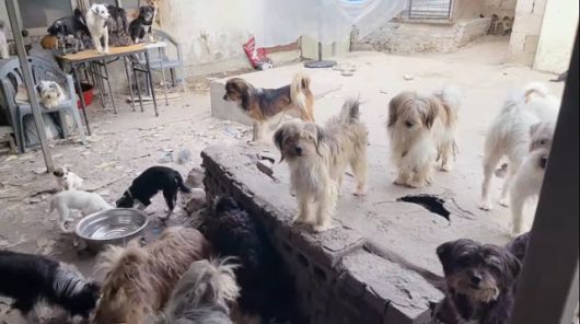 강아지들이 구조된 서울 노원구 재개발지역 현장. 개들은 번식을 거듭하며 좁은 공간에서 제대로 된 관리조차 받지 못한 채 지내고 있었다. 팅커벨프로젝트 제공