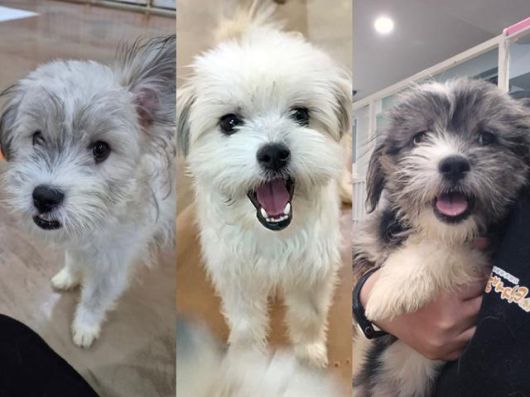 재개발 지역 과잉다두사육 환경에서 구조된 강아지들이 평생 가족을 기다리고 있다. 결이(왼쪽부터), 솔이, 강이. 팅커벨프로젝트 제공