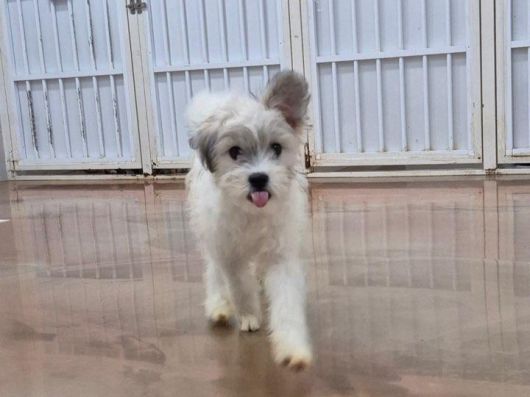 사람을 좋아하고 활달한 성격의 결이. 팅커벨프로젝트 제공