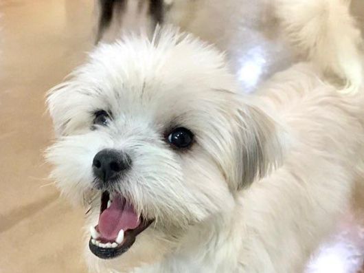 온순한 성격의 솔이. 팅커벨프로젝트 제공