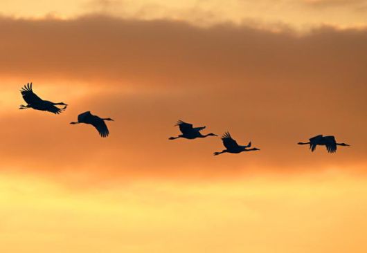 새벽 동이 트는 철원 평야의 하늘에서는 두루미들이 먹이를 찾아 어둠 속을 가르며 날고 있다. 왕태석 선임기자