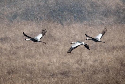 눈이 내리는 철원 평야에서 두루미들이 먹이를 찾아 눈을 가르며 날고 있다. 왕태석 선임기자