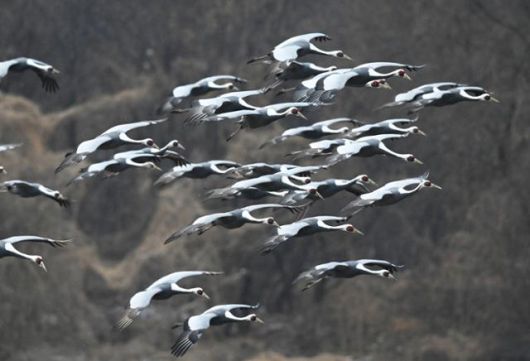 새벽 동이 트는 철원 평야의 하늘에서는 두루미들이 먹이를 찾아 어둠 속을 가르며 날고 있다. 왕태석 선임기자
