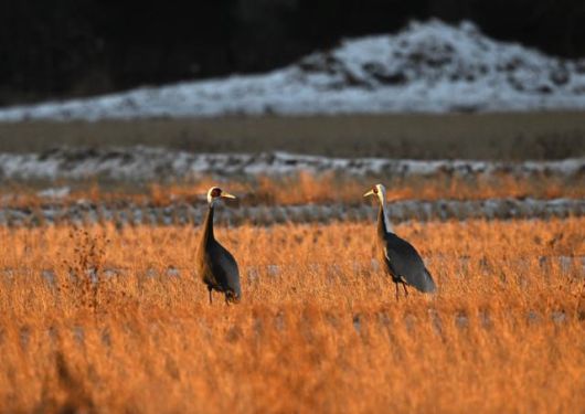 재두루미 한 쌍이 이른 새벽 동이 트면서 붉게 물든 철원 평야에서 먹이를 찾고 있다. 왕태석 선임기자