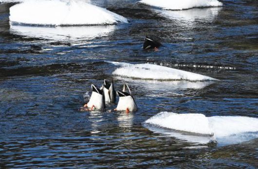 청둥오리가 한탄강에서 물구나무 자세로 먹이를 찾고 있다. 한국일보 자료사진