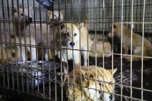 스퀘어가 구조된 경기 시흥 도살장 구조 현장. 동물권행동 카라 제공