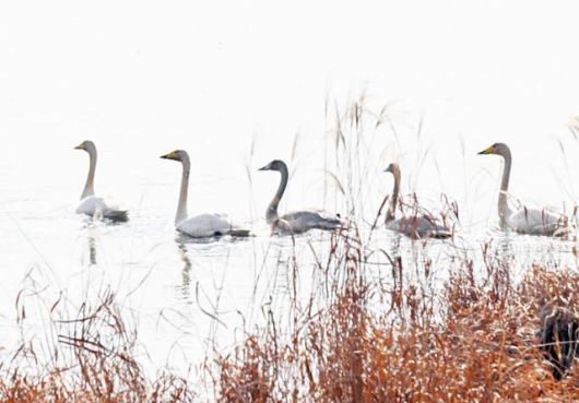 정적이 흐르는 우포늪의 겨울은 고니들의 울음소리만 늪을 지키고 있다. 창녕=왕태석 선임기자