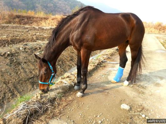 퇴역 경주마 초롱이는 다리가 아팠지만 제대로 치료받지 못하다 초롱이 엄마 영애씨에게 입양된 뒤 새 삶을 살았다. 책공장더불어 제공