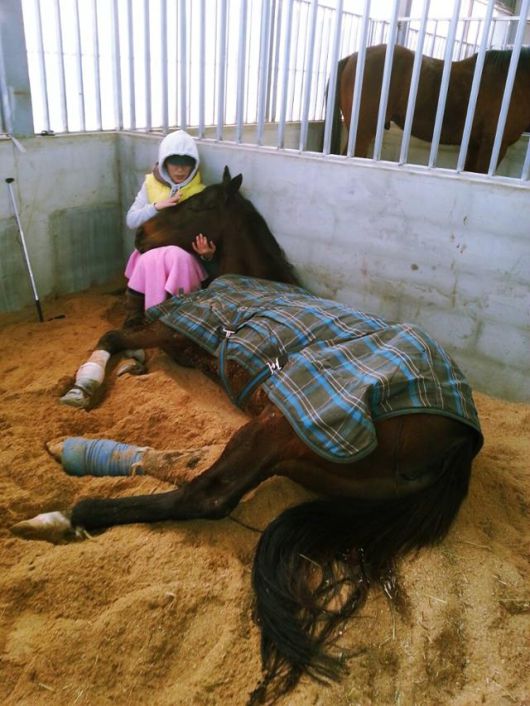 초롱이 엄마 영애씨가 마방에 들어서자 초롱이가 영애씨에게 기대어 쉬고 있다. 초롱이 엄마 영애씨 제공