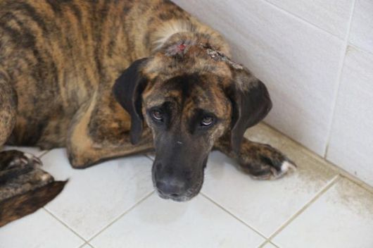 구조와 치료 직후 온센터에 입주한 덕분이의 모습. 이때만 해도 겁이 많아 잔뜩 웅크리고 있었다. 동물자유연대 제공