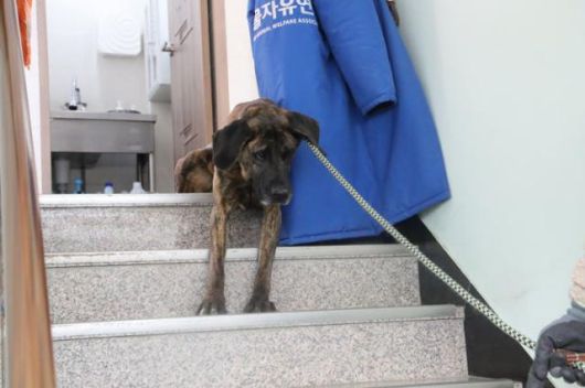 지금은 계단을 훌쩍 오르내리지만, 덕분이는 과거에는 계단을 한 발자국도 떼지 못할 만큼 겁을 냈다. 동물자유연대 제공