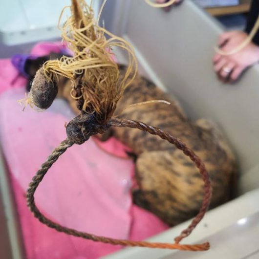 구조 직후 덕분이의 목에 감겨 있던 올무를 제거한 모습. 동물자유연대 제공