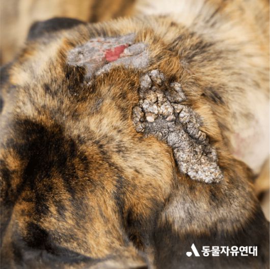 지난 2021년 경기 평택시에서 구조될 당시 덕분이의 머리에서 발견된 상처. 동물자유연대 제공