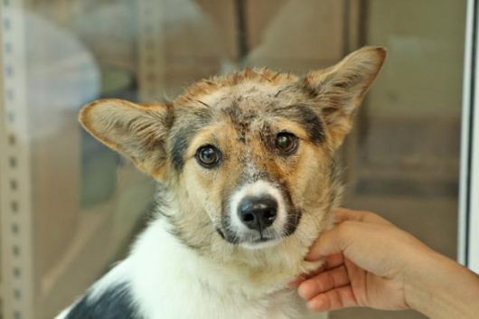 센터에 오자마자 모든 걸 낯설어하던 모습의 포근이. 동물자유연대 제공