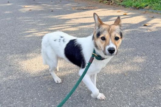 산책하는 포근이. 동물자유연대 제공