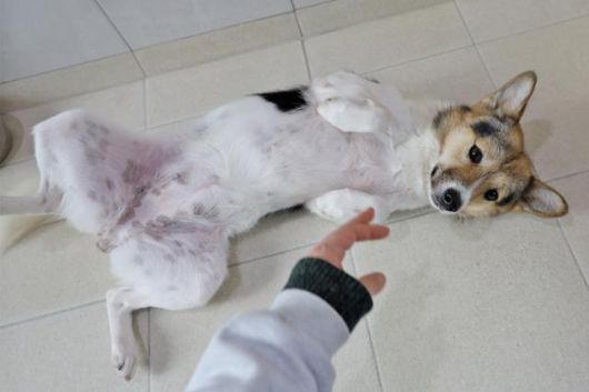 활동가를 보고 발라당하는 포근이. 동물자유연대 제공