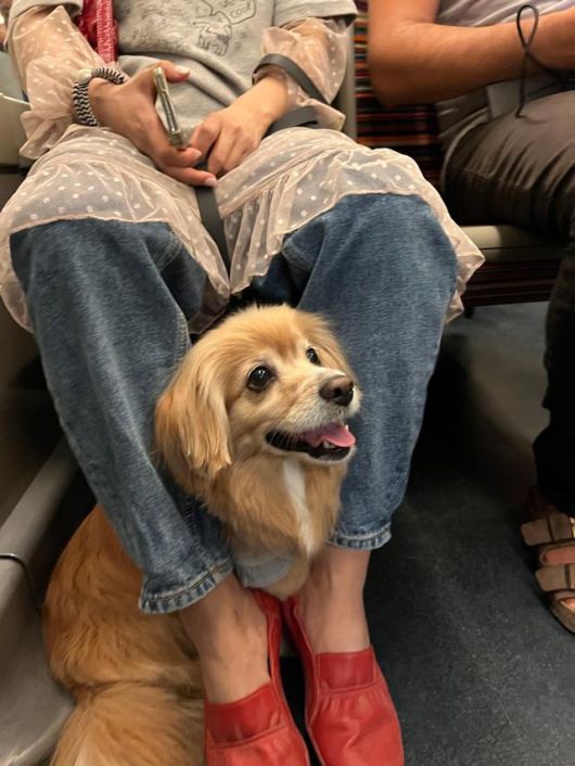 어디든 댕댕이도 함께 (in 유럽) 보호자 제공