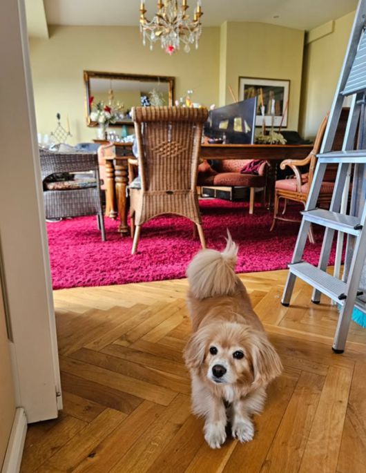 독일 숙소에서 한컷! 보호자 제공