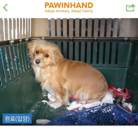 포인핸드에 올라왔던 망고의 입양 공고 사진이에요. 보호자 제공