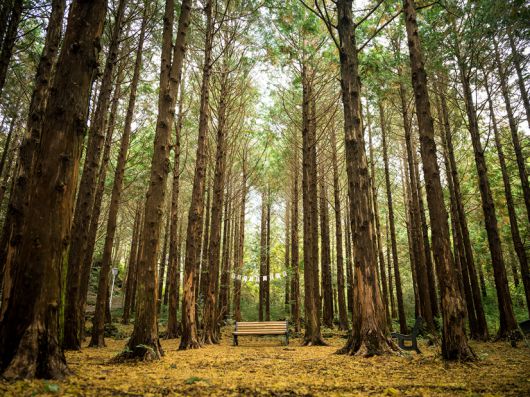 위 호텔 제주가 보유한 숲에서의 힐링