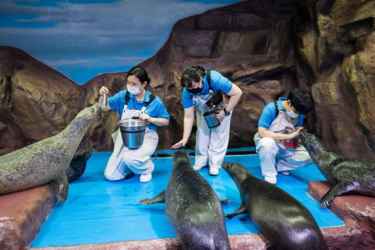 롯데월드 아쿠아리움 아쿠아리스트들의 보살핌속에 건강한 대가족들 이뤄가고 있는 물범들