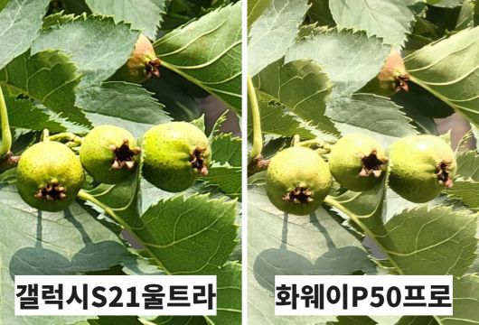 갤럭시S21 울트라는 물리적 렌즈 설계를 통해 화질 깨짐이 없는 광학줌을 10배까지 지원한다. 반면 P50프로의 광학줌은 최대 3.5배이고, 그 이상 배율은 디지털 기술로 지원한다. 화소수 또한 갤럭시S21 울트라는 1억800화소에 달하는 한편 화웨이는 6400만화소다. 이같은 성능 차이가 실제 결과물로도 확인되고 있는 셈이다.