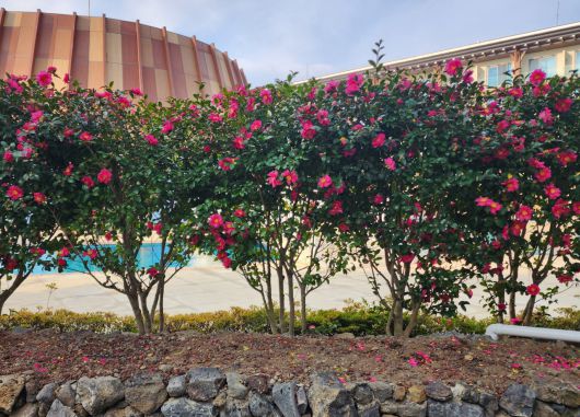 신화월드 분홍동백