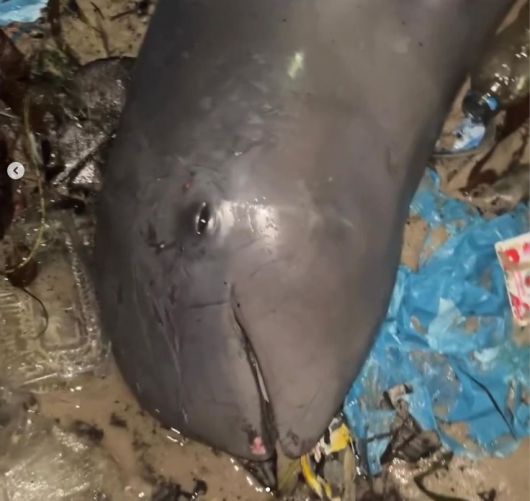 숨진 이라와디돌고래. [karmagawa SNS 갈무리]