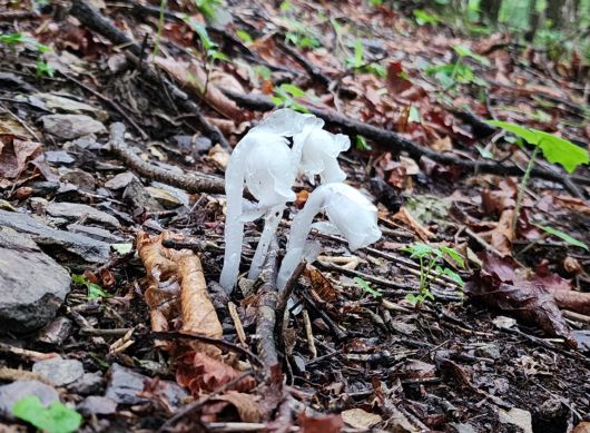 태백산의 희귀종 나도수정초.