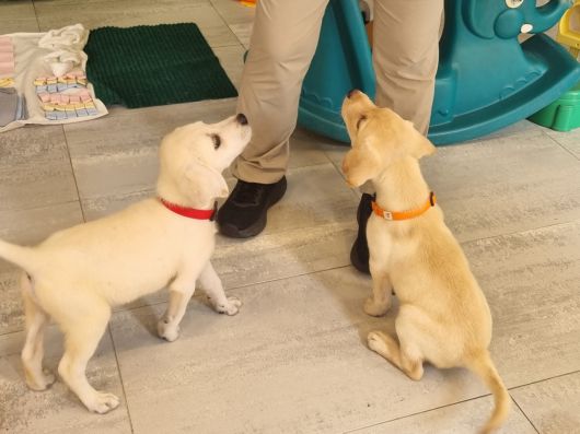 삼성화재 안내견학교에서 자라고 있는 예비 안내견들.김민지 기자