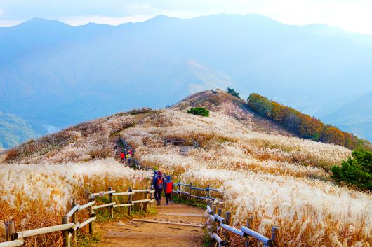 민둥산 은빛 억새