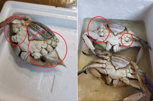 지난 6월 소래포구에서 구매했다는 게에 다리가 떨어져 있는 모습. [온라인 커뮤니티 캡처]